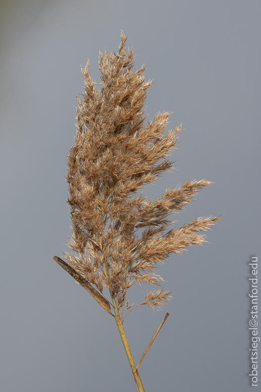 emily renzel wetlands
